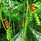 Celebrity chef Thomas Keller wants Sweden’s Vikantomatoes, but can’t have them [classic article]